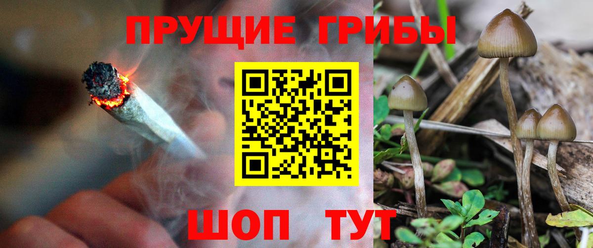 Псилоцибиновые грибы мицелий Черняховск